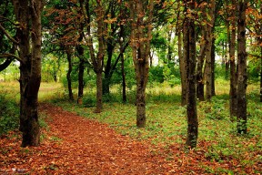 华体会hth-唯一的光，2026世界杯之夜的拉文绝杀