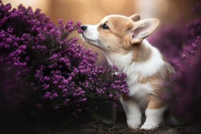 华体会登陆-德甲争冠悬疑夜，巴萨墨西哥旋风震撼欧洲足坛