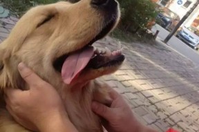 华体会官网-强者恒强！领先优势始终难挡最终获胜的简单介绍