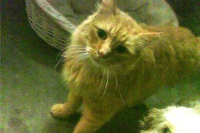 华体会官网-本泽马关键先生发威，皇家社会稳稳拿下牙买加